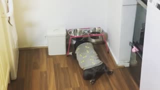 Doggy Dives in for the Last Scrap of Food