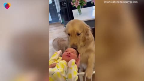 Two dogs met their family's new baby for the first time