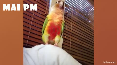 Make Your Day Better By Watching These Funny Animals 🤣🤣🤣