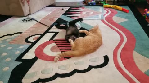 Cat wrestles with Capuchin monkey best friend