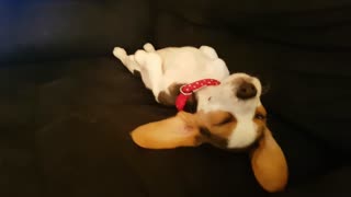 Beagle puppy falls asleep in extremely adorable fashion