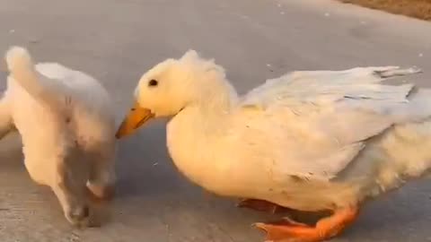 You Need to See This! Puppy Playing with Duckling - Pure Happiness!