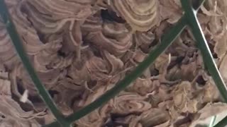 A Wasps Nest