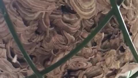 A Wasps Nest