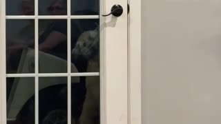 Dog Lets Herself Back In