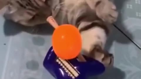 Cat playing with toys unconsciously