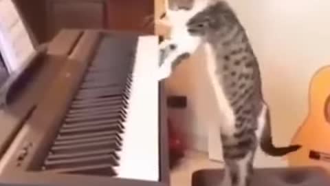 Cat piano 😱|Oh my god ❤️😱