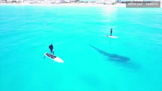 Tubarão-baleia nada entre surfistas em Cancun