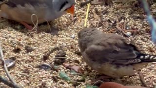 goldfinch, canary bird and finch aviary birds - bird sounds