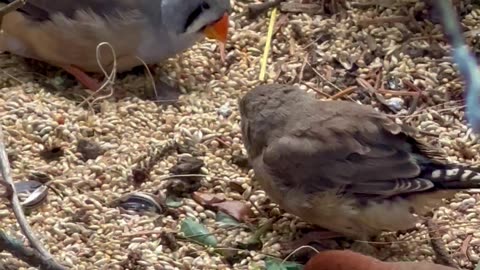 goldfinch, canary bird and finch aviary birds - bird sounds