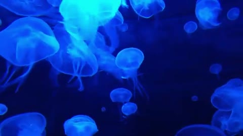 DUNIA BAWAH LAUT //AQUARIUM ALAMI