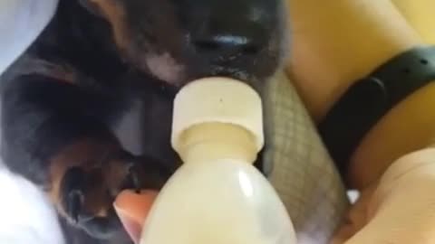 Feeding powdered milk to 2 month puppy