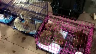 Chinese 'blind box' pet rescue sparks outrage