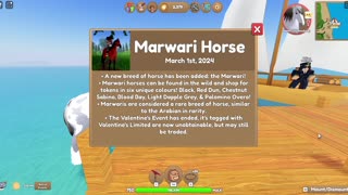 New Wild Horse Islands Marwari Update