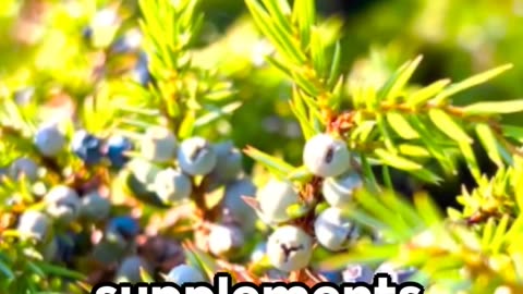 Juniper Berry Supplement A Health Boost