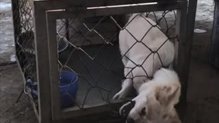 Escape Artist Dog Exits Cage