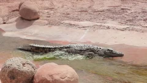 le plus grand crocodile du monde
