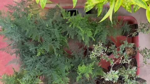 potted green plants