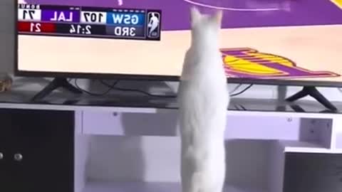 Lovely Cat having fun with TV!!!SEE WHAT HAPPENS😯😮😂