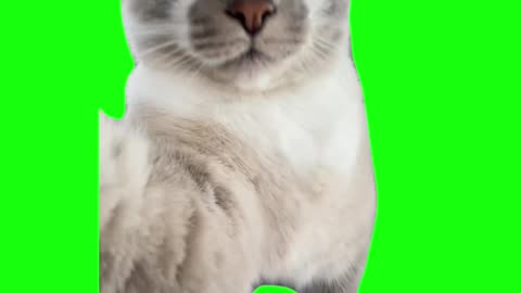 Im Sexy and I Know It Cat | Green Screen