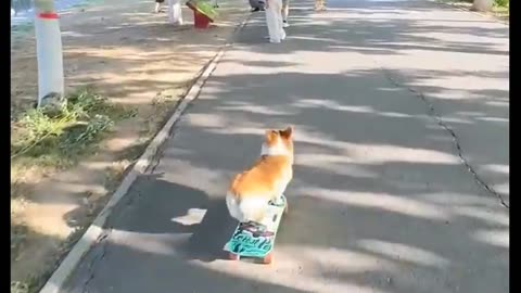 Corgi with a skateboard 😍