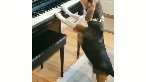 🐕 Dog plays piano and sing #shorts