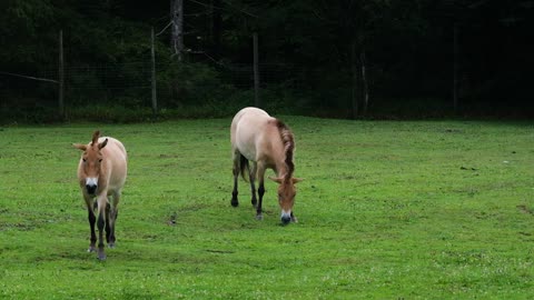 Horses primeval horses wild horses free stock video. Free for use & download.