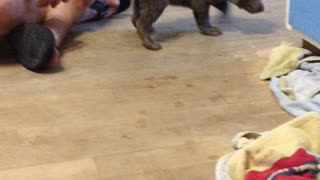 Playful Labrador puppy bouncing and pouncing across the floor
