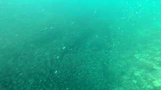World's largest schools of Sardines in the Philippine sea