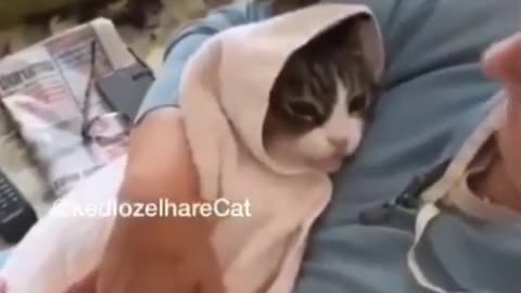 Cute baby cat