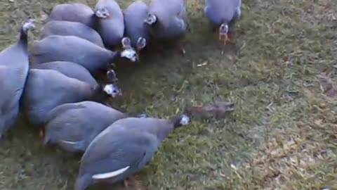 Guinea Fowl with rat.AVI