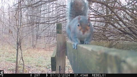 The Double Squirrel Shuffle