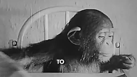 Dr. Winthrop Kellogg raised a baby chimp alongside his own son as an experiment. (See Description)