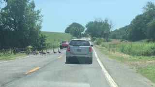 Large Gaggle of Geese Crosses Road