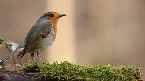 bird video and quran tilwat