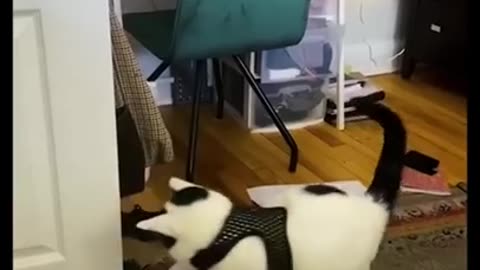 new 2024 funny cats and dogs videos try not to laugh🤣🤣