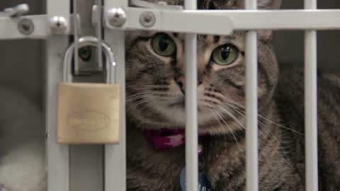 Close Up Caged Cat