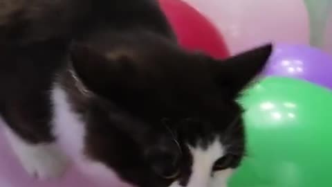 Funny Cat with Ballons