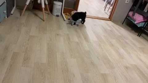 Puppy playing happily with toys