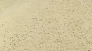 Special Dog Has Beach Fun