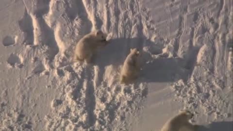 Frozen Planet: Woolly Bear Caterpillar