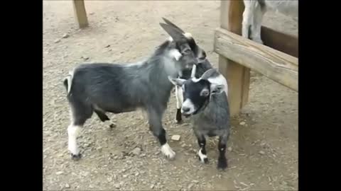 Silly Goats, Silly Noises!