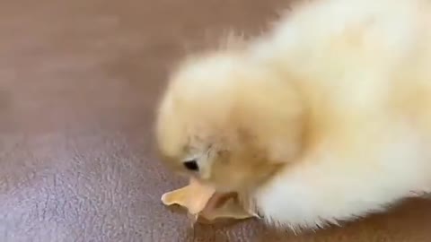 Cute baby chick Of Hen Is trying To walk