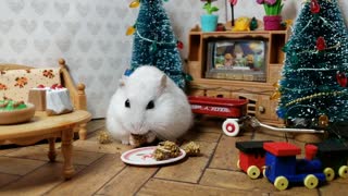 Cute hamster enjoys tasty Christmas treat
