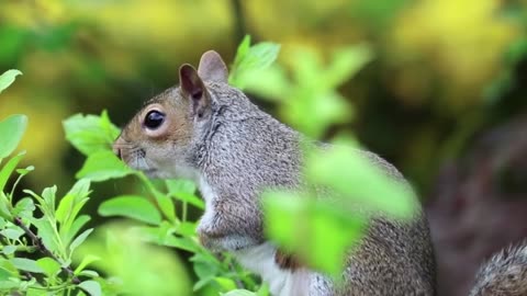 Most beautiful animal epic video