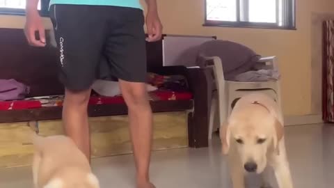 Dog training eating the food