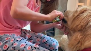 Sweet golden retriever watches while young owner trims her nails .