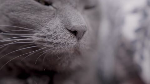 Nose of elderly gray cat laying in bed