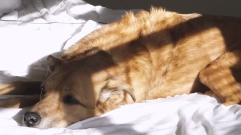 A Lazy Dog Lying Down In Bed