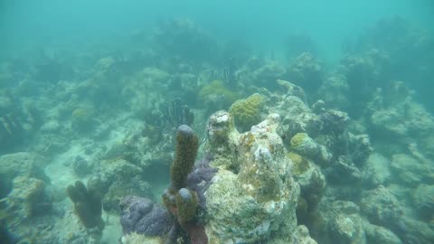 Sea Turtle in Providenciales Turks and Caicos Island